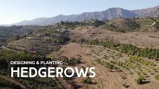 Why we planted diverse hedgerows amid a sloped avocado orchard