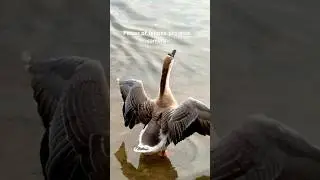 Slow Motion Magic | Stunning Duck in Motion 🌊🦢 #shotoniphone
