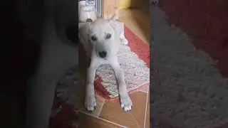 Rescued Aspin #shorts #doglover #dogs #rescuedog #aspin