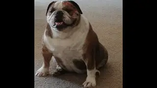 Alexandria the Bulldog~ Favorite thing~ Massaged by me