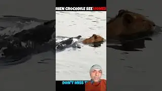 Lion vs Crocodile &mdash; Land King Meets Water Monster! 🐊🦁💥