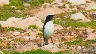 Schwarzr&uuml;cken-Steinschm&auml;tzer, Mourning Wheatear, Cyprus Migration Bird