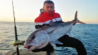 BIG Amberjack on live bait (shore fishing)  Ulcinj -  Montenegro