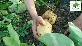 شوف البطاطس محتاجه تتقلع ( تتنزع )من الارض ولا لاء وطريقه التسميد الارضي في الفترة الاخيرة