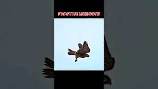 Falcon aura #viral #trollface #falconattack #eagle #viralvideo #todayviral