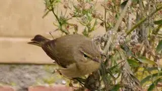 Mosquitero Comun y su canto 22/12/2025 😍😍 //    Common Chiffchaff and its song