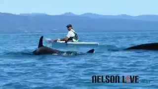 Orca Pod in Tasman Bay