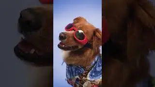 Como saber se seu cachorro est&aacute; realmente feliz 🐶😁 #cachorrosfofos #cachorros
