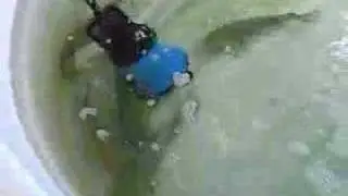 Marble Goby Farming in recirculation tank(stac.com.my)