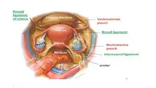 Physical Therapy for Women's Health Lec (3) Gyna - Anatomical physiological changes during pregnancy