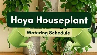How Often to Water Your Hoya: A Foolproof Schedule + Watering Steps