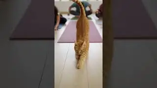 When a Cat Randomly Becomes the Yoga Master of Flexibility #Cats #Yoga #FunnyPets