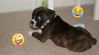 Pure Dog Drama & Silly Chaos 😂👑 Funniest Dog Moments 2025