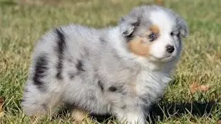 Cutest Dogs On The Internet