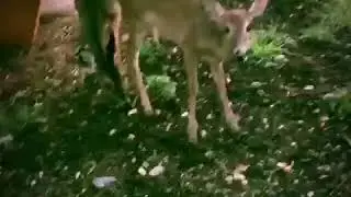 AM fawns n Belly with triplets