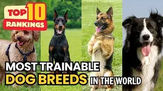 Top 10 SMARTEST & MOST TRAINABLE DOG Breeds in the World 🧠🐾 | Dog IQ Legends