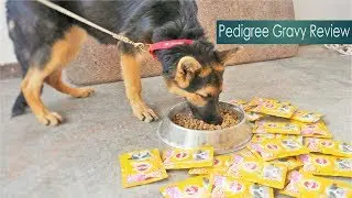 Pedigree Gravy Review:- Pedigree Puppy chicken chunks flavour in gravy
