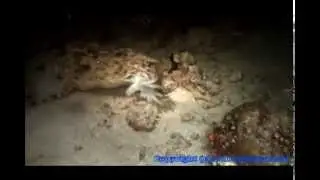 Cuttlefish Versus The Wobbegong Shark