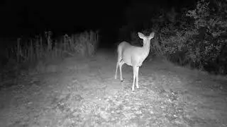 trail camera video from 2025