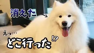 甘えんぼ過ぎるサモエドを残してママパパがお風呂に行ったらこうなりました