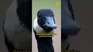 Police called as men &lsquo;shoot the heads off&rsquo; Canada geese close to public footpath