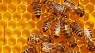 Inseticidas prejudicam o sexo das abelhas (e outras not&iacute;cias) - #Supernovas