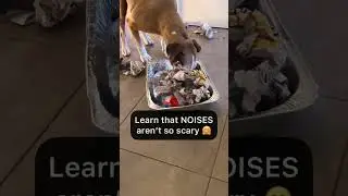 WATCH this easy DIY DOG CONFIDENCE building NOISE BOX GAME for Nervous Dogs