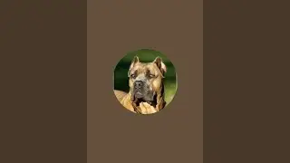 Worldwide Cane Corso