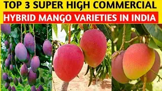 Top 3 Super Commercial hybrid Mango Varieties In India | 3 सबसे बेहतरीन रंगीन आम की किस्म