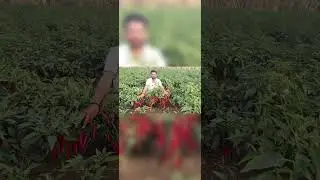 seminis arunima chilly top rate in market #bayer #chilly farmer