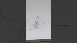 Yo Bug