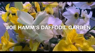 Joe Hamm's Amazing Daffodil Garden 2024