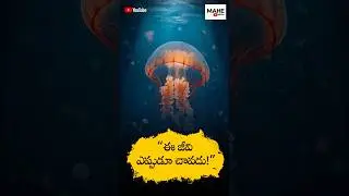 This Jellyfish Never Dies 😱 | Nature&rsquo;s Biggest Mystery #mahemedia #telugufacts