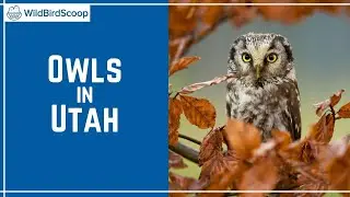 Owl In Utah: 14 Species That Are Common Residents Of This State