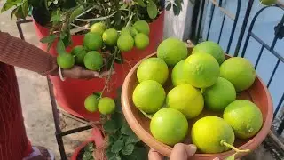 Mosambi Fruit Harvesting | Sweet Lime in our Terrace Garden | Information