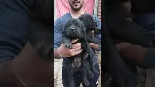 Male Labrador Puppy: The Ultimate Family Companion! Learn Training Tips & Quality Check 🐾 #BestBreed