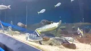 Океанариум