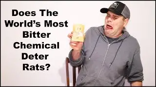 Does The World' Most BITTER Chemical Deter Rats? Mousetrap Monday.