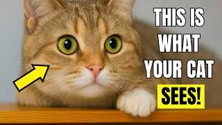 How Cats See Humans &mdash; Shocking Secrets Every Cat Owner Must Know!