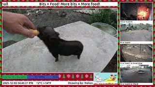 Feeding a minipig 👨🏻&zwj;🍼🍼🐗