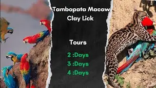 Tour Tambopata Macaw Clay Lick