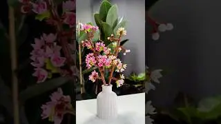 Lego cherry blossoms 40725  #legocherryblossom #leobotanicals #40725 #lego #legosets #legoflowers