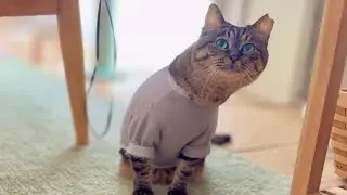 飼い主が寝坊して腹ペコ猫を怒らせた結果…
