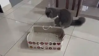 Your Cat Loves To Attack Donut Box 😂&hellip; Kitten Video