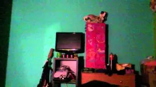 Magnificent tree frog croaking