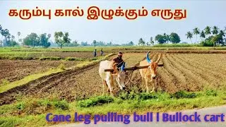Bullock ploughing the field l Cane leg pulling bull  February 15, 2021