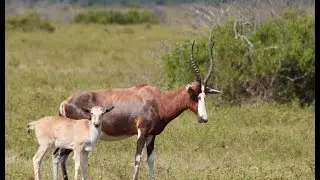 Baby Animals at Kariega Game Reserve
