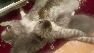 5 Kittens so cute while sucking milk #breastfed #catmilk