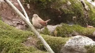 Winter wren singing
