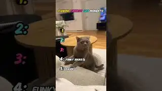 Ranking funniest cat moments 😺👏🧦🏁🏆 #wwe #funny #best #shorts